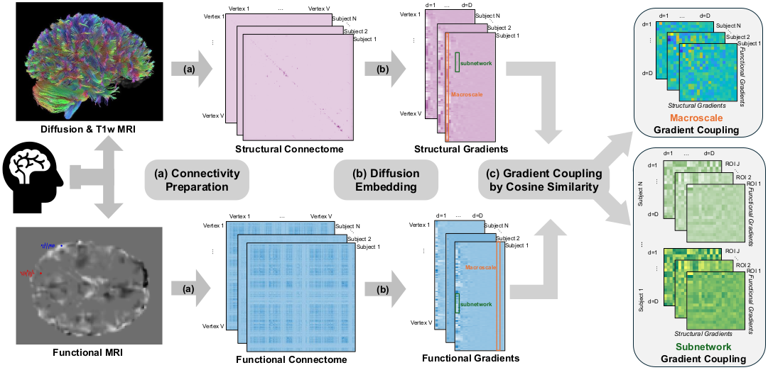 Functional Gradients Connectivity Shengxian (Naomi) Ding